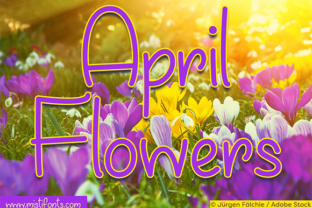 April Flowers Font: A Handwritten Typeface for Modern Web Design